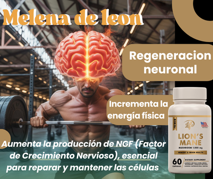 MELENA DE LEÓN (MEJORA LA FUNCIÓN COGNITIVA, FAVORECE LA MEMORIA Y LA CONCENTRACIÓN)